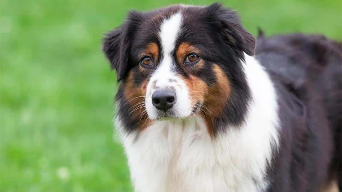 Evcil köpek